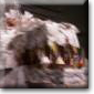 drache_02